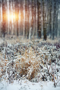 雪大量的草采用城市公园在日落