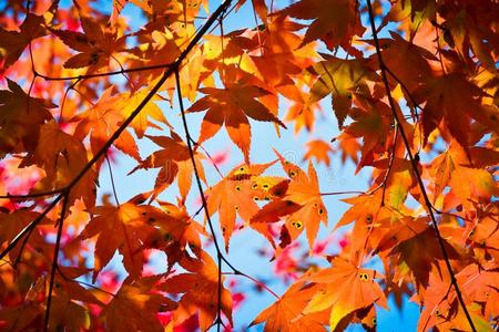 秋季节富有色彩的关于树和树叶