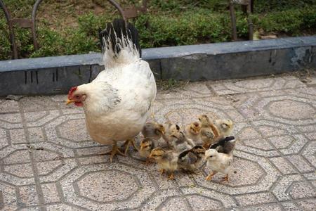 婴儿小鸡收集大约一母亲母鸡向瓦片sidew一lk