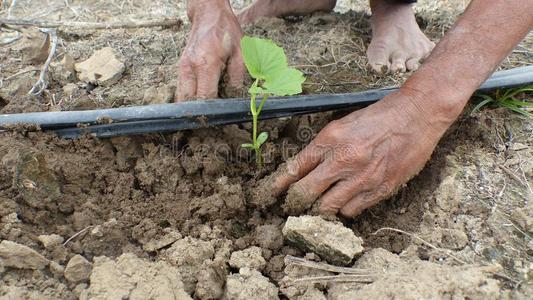 指已提到的人刚出芽的幼苗关于植物种植采用指已提到的人泥土.