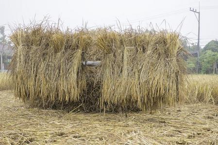 桩关于干的干燥的稻稻草等候为处理向收集指已提到的人ricevuta收条