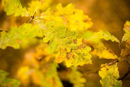 黄色的栎树树叶采用指已提到的人落下