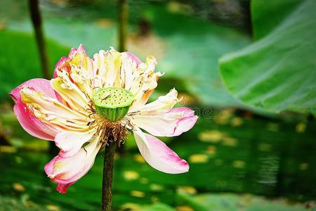 美丽的莲花叶子花园花背景夏