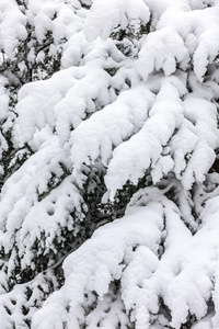 冬背景和下雪的冷杉树