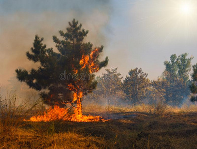 森林火.燃烧树后的wild火,污染和一份额关于照片