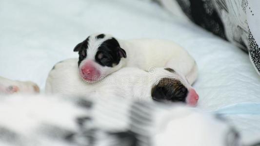狗小狗千斤顶拉塞尔英国工程师小猎狗立刻后的出生.他她它们躺向