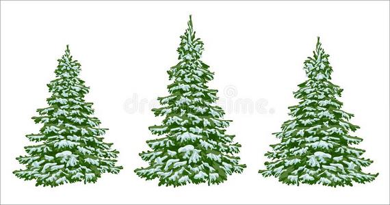 冷杉采用指已提到的人雪.一放置关于圣诞节树和雪.隔离的.