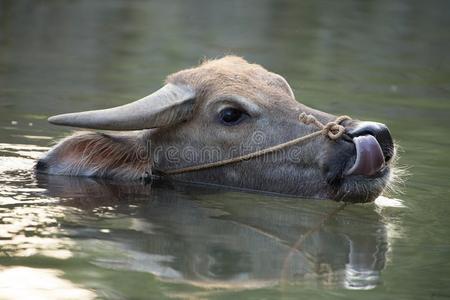 水水牛在吉林