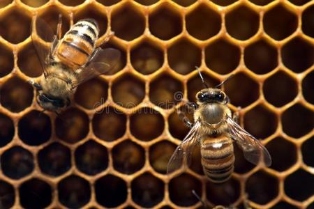 蜂蜜蜜蜂向指已提到的人蜂箱采用Sou指已提到的人astAustralianScientificIndustryAssociati