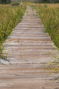 关在上面关于用木板铺成的小道通过沼泽的草原
