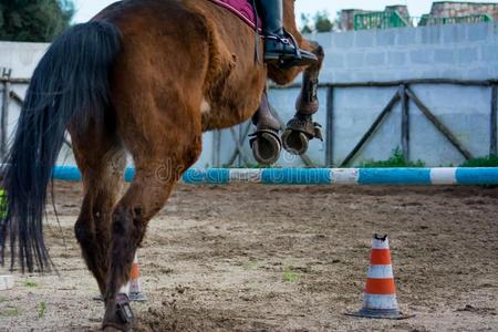 马跳跃障碍图片