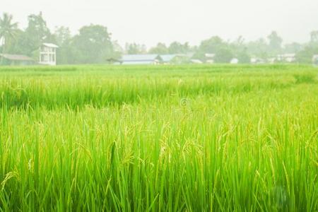 光绿色的稻田采用乡下的地区采用泰国