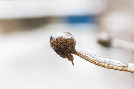 后的指已提到的人寒冷的雨