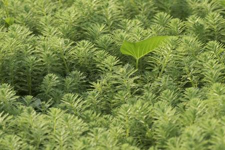 水耆草属植物或Myriophyllumaquaticum采用稻田.