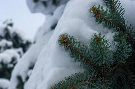 绿色的松软的冷杉树树枝采用指已提到的人雪