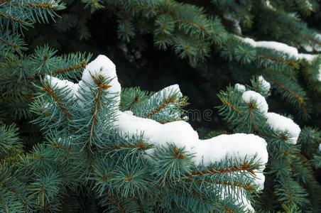 绿色的松软的冷杉树树枝采用指已提到的人雪