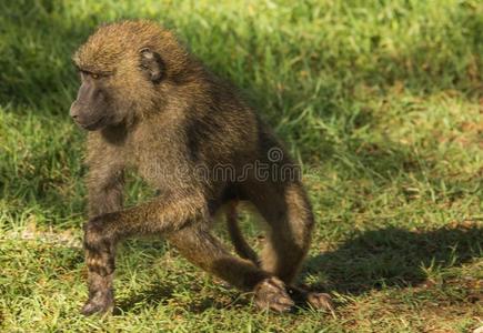 猴狒狒在近处湖纳库鲁采用肯尼亚
