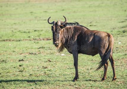 羚羊羚羊的一种采用马赛人巴塔哥尼亚野兔采用肯尼亚