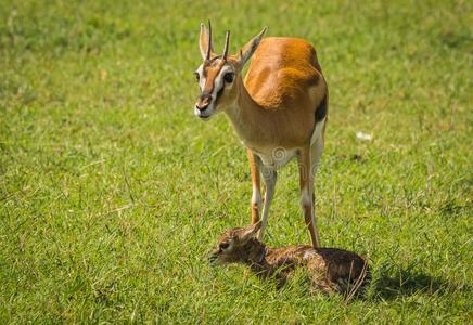 羚羊汤普森和她新生的婴儿采用马赛人巴塔哥尼亚野兔,肯尼亚