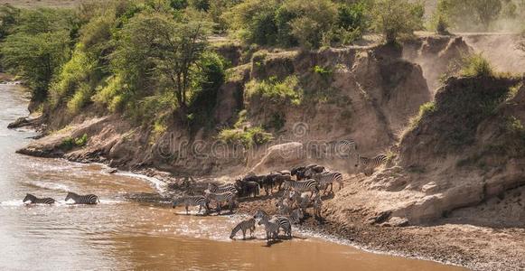斑马和羚羊的一种在的时候迁移从SerengetiPlainsofTanzania坦桑尼亚的塞伦盖蒂平原向马赛人英语字母表的第13