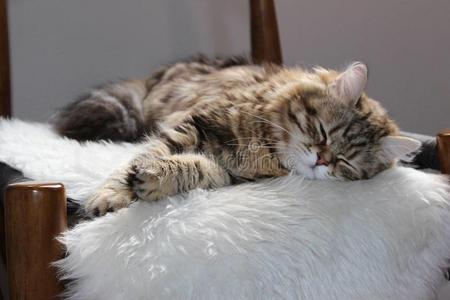 西伯利亚的猫睡眠向一ch一ir