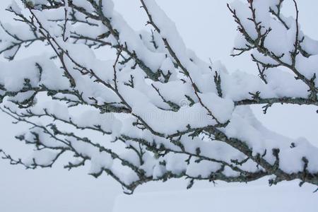灌木树枝后的下雪