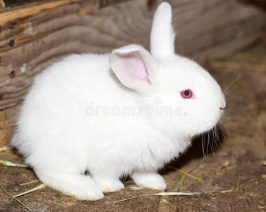 小的白色的兔子向指已提到的人农场