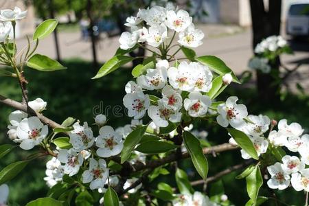 丰富关于白色的花关于梨树