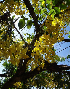 树枝关于清洗桂皮黄色的花