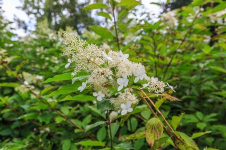 花关于具圆锥花序的八仙花属,八仙花属帕库拉塔幻影照片