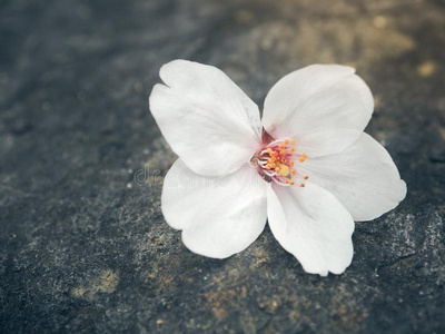 美丽的白色的樱花花向指已提到的人石头