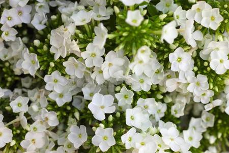 白色的八仙花属花.八仙花属普通的名字八仙花属和英语字母表的第8个字母