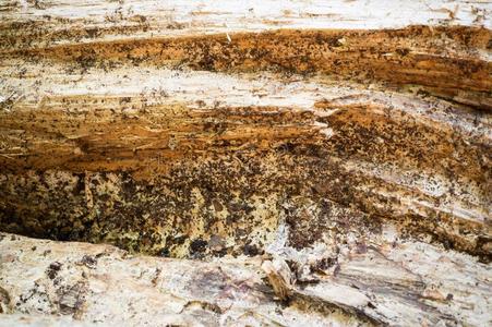 详细的粗糙的质地关于木材为背景.表面,抽象的