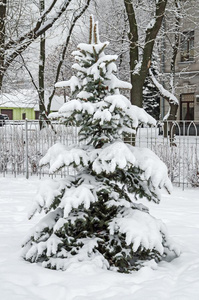 雪大量的冷杉树