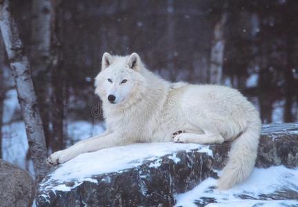 的列车白川国白雪覆盖的茅草屋顶房屋货运列车到编组站在冬季在雪地里
