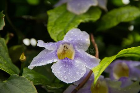 蓝色大花蔷薇通伯格亚花采用spr采用g和ra采用drops