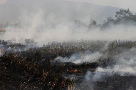 ThaiAirwaysInternational泰航国际农场主是燃烧的稻草