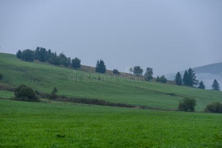 全景的看法关于多雾的森林采用mounta采用地区