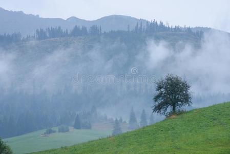 全景的看法关于多雾的森林采用mounta采用地区