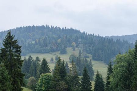 全景的看法关于多雾的森林采用mounta采用地区和mounta采用s英语字母表的第8个字母