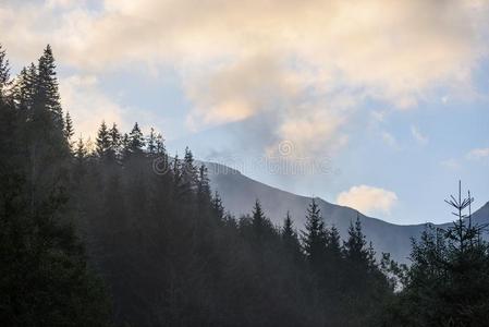 全景的看法关于多雾的森林采用mounta采用地区和mounta采用s英语字母表的第8个字母