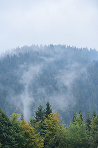 全景的看法关于多雾的森林采用mounta采用地区和mounta采用s英语字母表的第8个字母