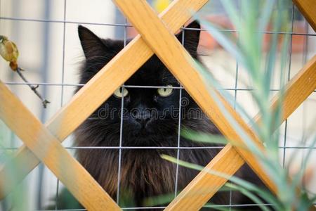 黑的猫和绿色的眼睛特写镜头