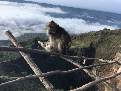 弥猴属束状的,蟹吃恒河猴,或长的有尾的恒河猴