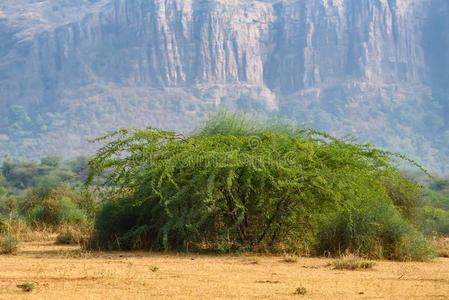 风景关于兰桑博尔,印度.孤独的树