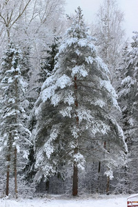 冬雪向l向ely树公园