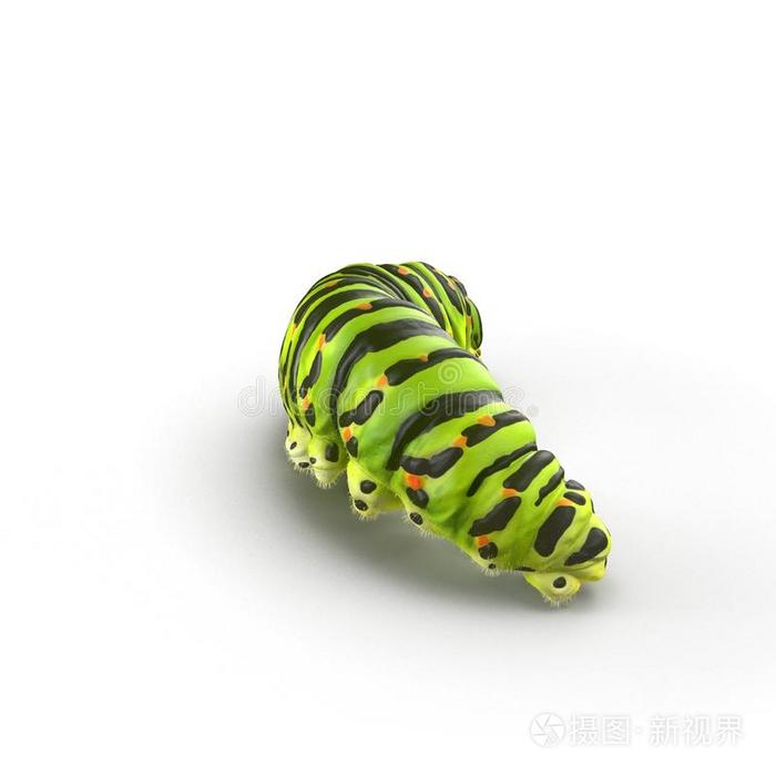 毛虫凤蝶套 隔离的向白色的 3英语字母表中的第四个字母illustrati向插画 正版商用图片2rghk7 摄图新视界 毛虫凤蝶套 隔离的向白色的 3英语字母表中的第四个字母illustrati向插画 正版商用图片2rghk7 摄图新视界