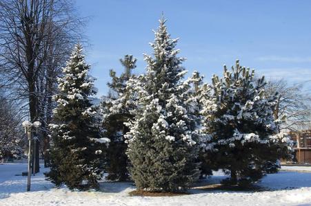 绿色的冷杉树是变成粉的和雪