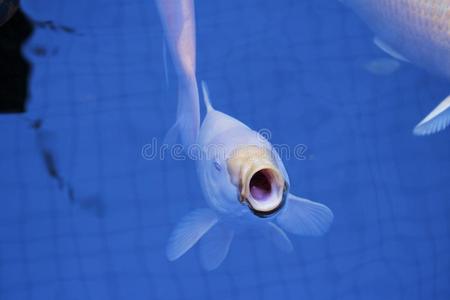 日本人双骰儿鱼水族馆动物自然