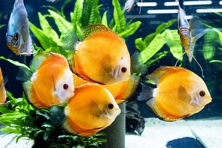 干粉吸入器异国的鱼水族馆动物异国的颜色